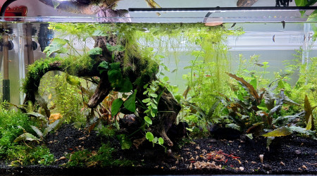 aquarium Propriété de l abonné 160l
