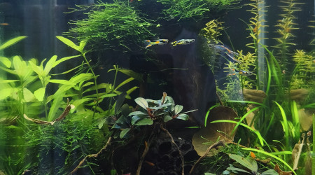 aquarium Nano 30l