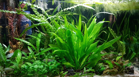aquarium BAC160
