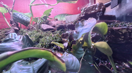 Quelques vues du palu