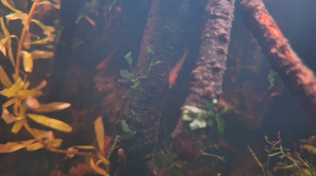 Quelques vues du palu