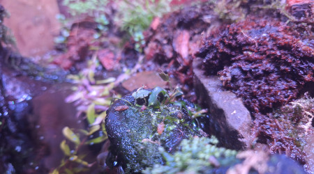 Quelques vues du palu