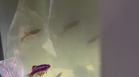 Hivernage des Tanichthys albonubes