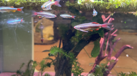 Hivernage des Tanichthys albonubes