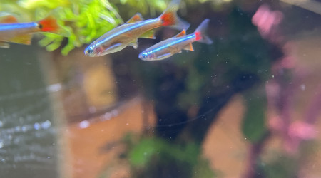 Hivernage des Tanichthys albonubes