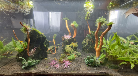 aquarium Aquarium maison