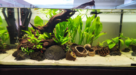 aquarium Amazonien