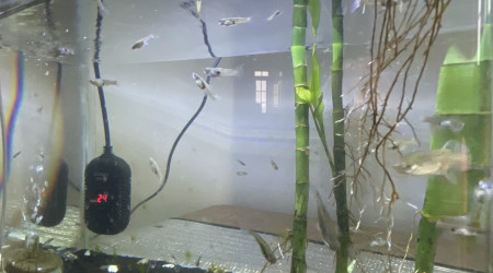 aquarium Guppy females Bebe et Marimo