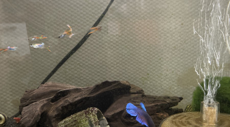 aquarium Betta females Guppy males Escargot Crevettes