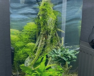 aquarium Crevettes