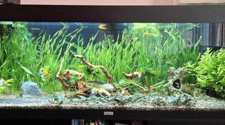 aquarium Juwel 240