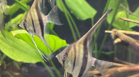 Dur dur de les prendre en photo !