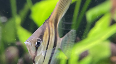 Dur dur de les prendre en photo !