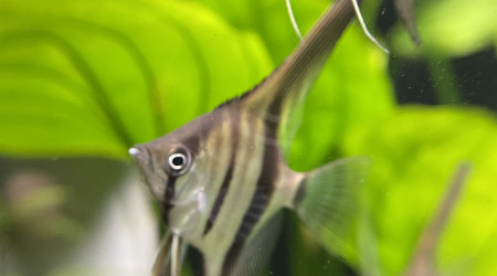 Dur dur de les prendre en photo !