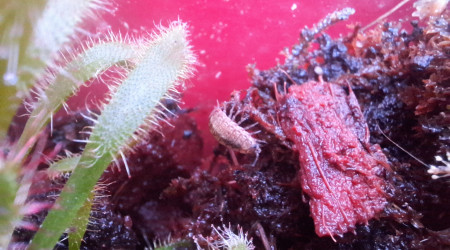 En attendant les crabes