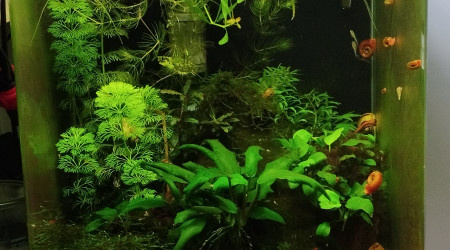 aquarium Dennerle 30 litres