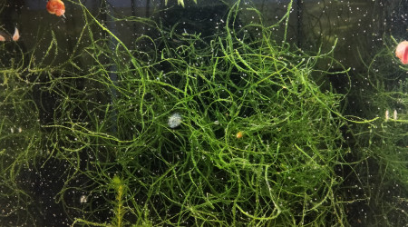 aquarium 444 01 Couple Reproducteur Aphyosemion australe  Cap Lopez