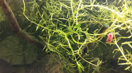 aquarium 424 01 Femelles Aphyosemion australe Cap Lopez