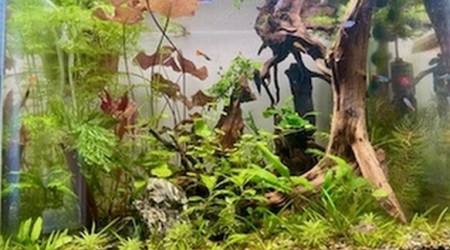 aquarium Sans  retour
