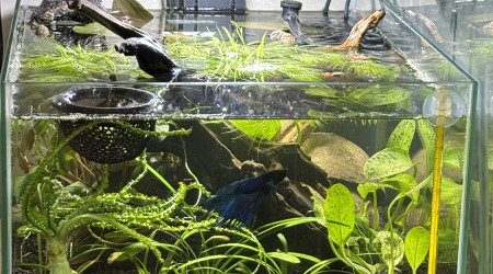 aquarium Zolux betta rek 24 Attila