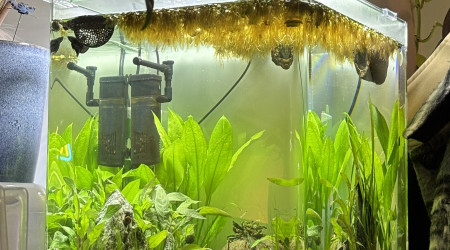 aquarium Nanocube AMTRA 60 Sushi