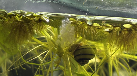 Œufs d’asolene spixi