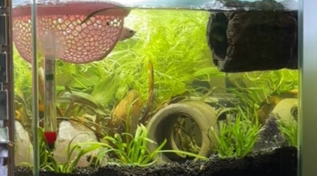 aquarium ZOLUX betta rek 24 Shiro