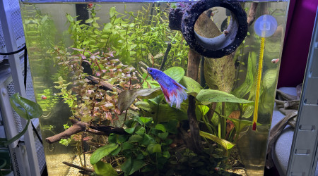 aquarium Nano cube Dennerle 30 Snow
