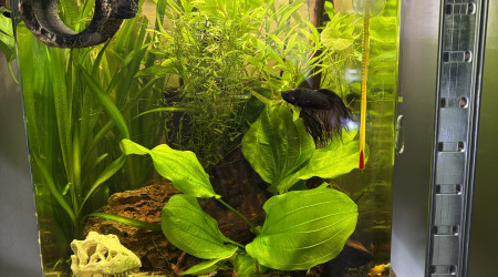 aquarium Nano cube Dennerle 30 Bernard