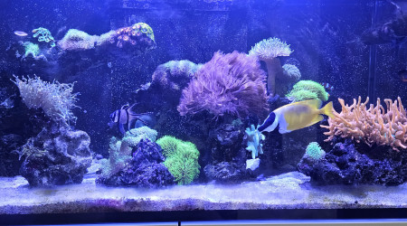 aquarium Leocat