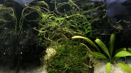 aquarium 234 Libre