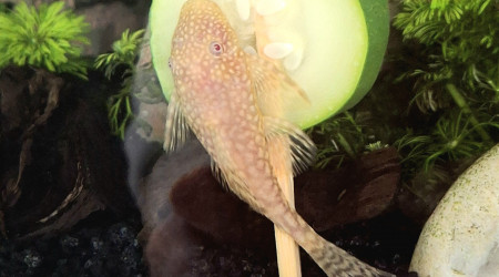 Madame ancistrus Gold