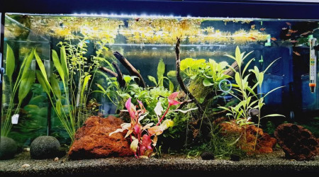 aquarium Domaine des rasboras