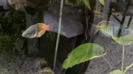 aquarium Villey