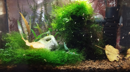 aquarium Aquarium aquatlantis 20 litres SP Caridina