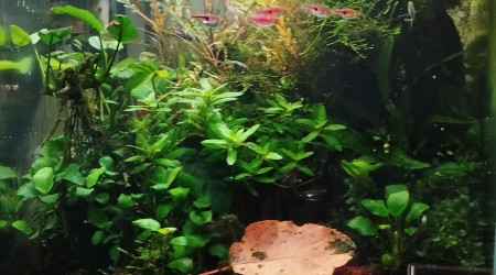 aquarium Aquarium Blau 64 litres