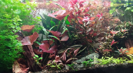 aquarium Aquarium aquatlantis 180 litres