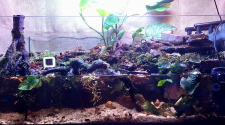 aquarium Paludarium