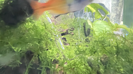 aquarium Melanotanias mon poisson préféré avec le discus