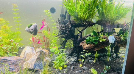 2ème vague de plantation