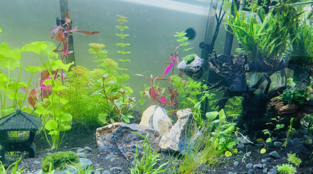 2ème vague de plantation