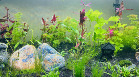 2ème vague de plantation