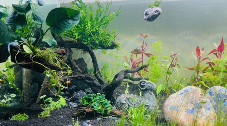 2ème vague de plantation