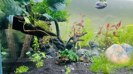 2ème vague de plantation