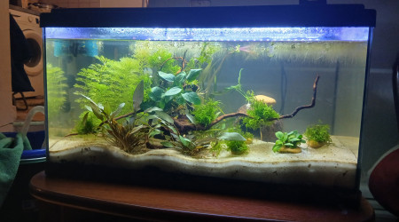 aquarium Aqua betta 2