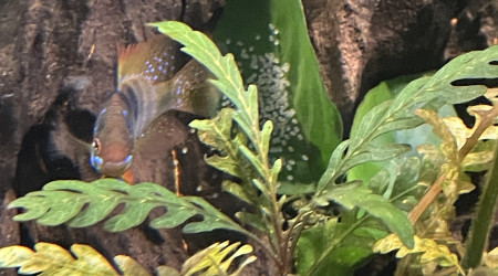 Les ramirezi ont à nouveau pondu !