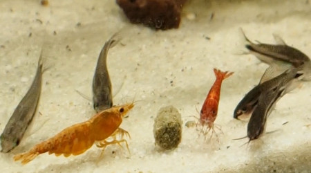 aquarium Eheim 120l cory