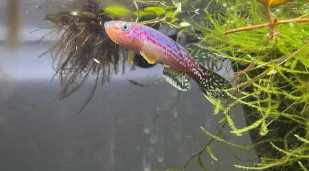 aquarium 124 Fundulopanchax marmoratus Bakossi Camp ADL 13-37