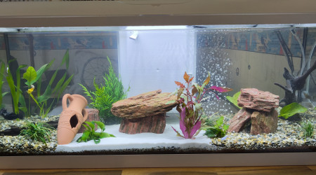 aquarium Aqua Natu