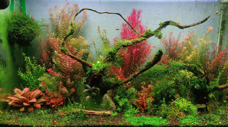 aquarium Aquascaping